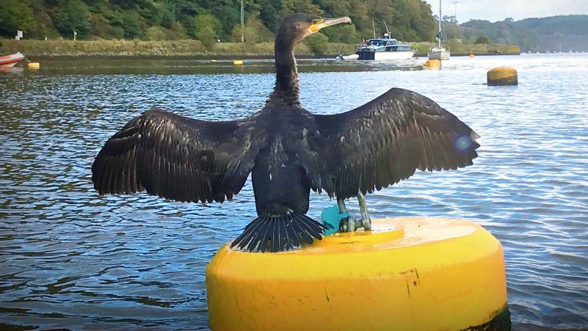 cormorant